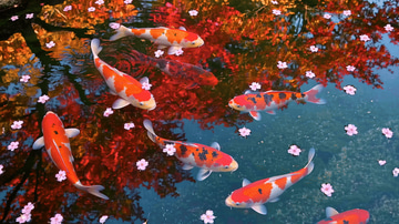 Video to GIF sample: Turned into a GIF: koi circling beneath a petal-strewn pond, in a seamless loop.