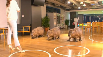 Imagera Hermes Spicy (Image) sample: A group of capybaras trots across the polished wooden floor of an indoor hall past a woman in a cream suit, then gathers in a huddle.