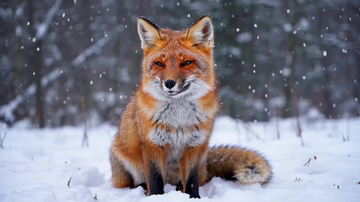 Flux 3 Video sample: A fox in falling snow, fur resolved