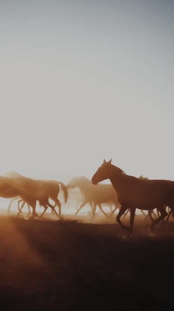 HappyHorse 1.1 (Reference) sample: Horses gallop through dust at sunset, identities held across the take