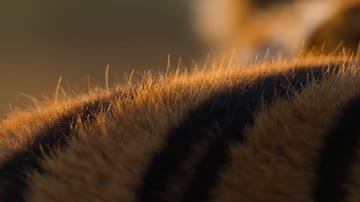 Seedance 2.0 (Reference) sample: A slow pull-back from tiger fur to the whole eye at dusk